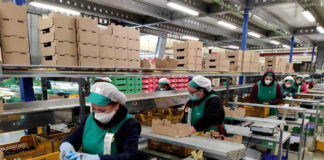 SE PRECISA TRABAJADORES PARA TEMPORADA DE ENVASADO FRUTAS (HOMBRES Y MUJERES), BUEN PAGO trabajador temporada de envado de frutas personal para produccion de frutas y verduras staff for fruit and vegetable production