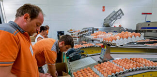SE SOLICITA PERSONAL PARA EMPAQUE DE HUEVOS Y PRODUCTOS DE HUEVO (HOMBRES Y MUJERES), JORNADA FULL TIME Personal para empaque de huevos Empacadores de huevos egg packers