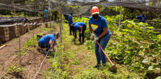 SE BUSCA PERSONAL PARA VIVERO CON O SIN EXPERIENCIA (HOMBRES Y MUJERES), JORNADA FULL TIME Personal para vivero trabajador agricola cultivos agricultural worker hombres y mujeres para trabajo agricola men and women for agricultural work