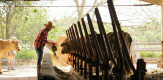 Trabajador para finca Farm hand peon de ganado granja vacuno empleado para recibir ganado employed to receive cattle