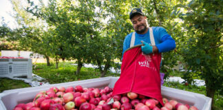 SE PRECISAN TRABAJADORES PARA CLAREO Y RECOGIDA DE FRUTAS. SE OFRECE VIVIENDA, TRANSPORTE Y BUEN PAGO Trabajadores Para Clareo y Recogida de Frutas Workers for Thinning and Fruit Picking farm hand