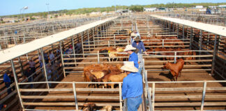 SE BUSCAN TRABAJADORES PARA RANCHO DE GANADO Y CABALLOS (CON O SIN EXPERIENCIA), JORNADA FULL TIME DE LUNES A VIERNES Trabajadores de Rancho para cuidado y mantenimiento Trabajadores de Rancho para cuidado y mantenimiento