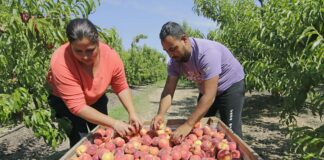 SE SOLICITAN PEONES AGRÍCOLAS PARA FINCAS (HOMBRES Y MUJERES), TAREAS DE ENTRESAQUE Y RECOLECCIÓN DE FRUTAS DE HUESO peones agrícolas recolectores de frutas de hueso farm laborers stone fruit pickers