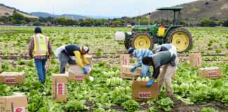 SE PRECISAN TRABAJADORES AGRÍCOLAS CON O SIN EXPERIENCIA (HOMBRES Y MUJERES), PARA RECOLECCIÓN DE VEGETALES. TURNO DE MAÑANA Trabajadores agricolas Peon agricola hombres y mujeres farm workers