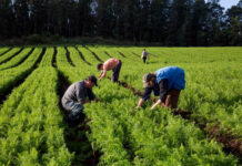 Peones agrícolas peon agricola para cosecha Agricultural worker