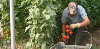 SE SOLICITAN TRABAJADORES AGRÍCOLAS DE CAMPO/VIVERO (HOMBRES Y MUJERES), PARA PRODUCCIÓN DE TOMATE. MÍNIMA EXPERIENCIA Trabajadores agricolas para vivero invernadero Farm workers for greenhouse nursery
