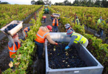 Trabajadores de viñedos Obreros Generales de Campo Para Viñedos General Field Laborers for Vineyards female and male staff hombres y mujeres