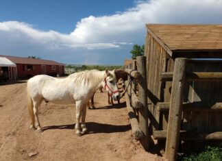ayudante para rancho de caballos horse ranch helper