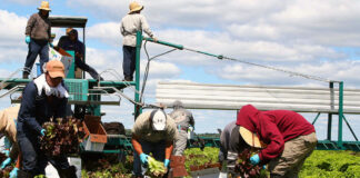 Peón agrícola trabajadores agrícolas farm workers