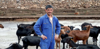 SE SOLICITAN TRABAJADORES/AS PARA RANCHO DE CABRAS (CON O SIN EXPERIENCIA), 10 VACANTES. BUEN PAGO POR HORA Trabajador para granja de cabras lecheras employee for dairy goat farm
