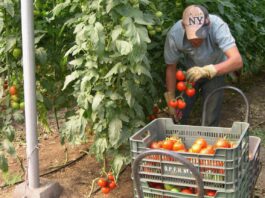 Trabajadores agrícolas para cultivo y limpieza Farm workers for greenhouse nursery