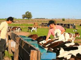 Trabajadores para granja lechera peon para finca lechera peon de lecheria peon for dairy farm dairy peon