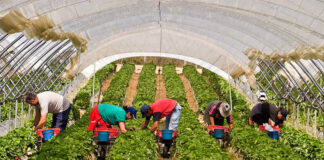 SE SOLICITAN AYUDANTES PARA INVERNADEROS (HOMBRES Y MUJERES), FULL TIME HORARIO ROTATIVOS Ayudantes para invernadero hombres y mujeres greenhouse workers planting and harvesting