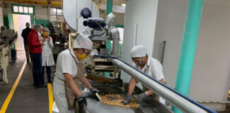 Operarios de producción para planta de producción de nueces empresa de alimentos Workers for walnut production plant