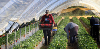 SE SOLICITAN TRABAJADORAS PARA RECOLECCIÓN DE FRUTAS EN CAMPO Y LABORES DE ALMACÉN, NO REQUIERE EXPERIENCIA. SE OFRECE ALOJAMIENTO, BUEN PAGO Y TRANSPORTE Trabajadoras para recoleccion de frutas nursery workers