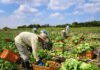 SE NECESITAN TRABAJADORES AGRÍCOLAS PARA FINCA (SIN EXPERIENCIA), SE OFRECE BUEN PAGO POR HORA Y CONTRATO PERMANENTE Trabajadores Agricolas para finca peon agricola Agricultural worker