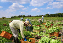SE NECESITAN TRABAJADORES AGRÍCOLAS PARA FINCA (SIN EXPERIENCIA), SE OFRECE BUEN PAGO POR HORA Y CONTRATO PERMANENTE Trabajadores Agricolas para finca peon agricola Agricultural worker