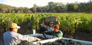 SE SOLICITAN TRABAJADORES PARA VIÑEDO Y BODEGA CON O SIN EXPERIENCIA (COSECHA Y PRODUCCIÓN), FULL TIME Y OVER TIME Trabajadores para bodega de vinos bottling employees in wine cellar
