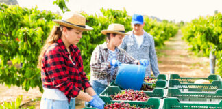 SE SOLICITAN RECOLECTORES DE CEREZAS (HOMBRES Y MUJERES), JORNADA FULL TIME 2DO TURNO. BUEN PAGO hombres-y-mujeres-recolectores-de-Cereza-cherry-pickers