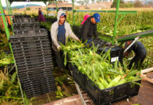 SE BUSCAN 14 COSECHADORES/AS DE MAÍZ PARA TELLEZ PRODUCE EN CLEWISTON, FLORIDA (2 MESES DE EXPERIENCIA, H-2A TEMPORAL), 46 HORAS SEMANALES. PAGO DE $15 POR HORA Peones agricolas temporada de cosecha de maiz farm workers corn harvest season