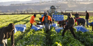 SE NECESITA TRABAJADOR AGRÍCOLA CON O SIN EXPERIENCIA, PARA TAREAS GENERALES (COSECHAR, PLANTAR Y CULTIVAR). SE BRINDARÁ ENTRENAMIENTO Trabajador-Agricola-para-granja-peon-agricola-Agricultural-worker
