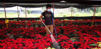 SE BUSCAN 12 TRABAJADORES/AS PARA VIVERO (MÍNIMA EXPERIENCIA), 35 HORAS SEMANALES DE 7:00 AM A 1:00 PM Trabajadores de vivero Ayudantes para vivero nursery helper female and male staff