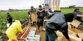 SE BUSCAN TRABAJADORES AGRÍCOLAS CON O SIN EXPERIENCIA, PARA CUBRIR 2 VACANTES. FULL TIME empleo de trabajador agricola farm worker
