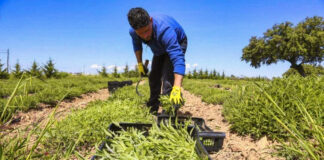 SE PRECISAN PEONES AGRÍCOLAS PARA FINCA (HOMBRES Y MUJERES), JORNADA COMPLETA DE LUNES A VIERNES, TURNO MAÑANA peon agricola Agricultural worker