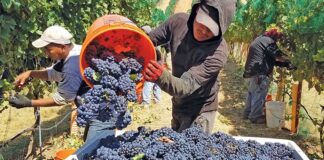 SE PRECISAN 15 PEONES/AS PARA RECOGIDA DE UVA (CON O SIN EXPERIENCIA), JORNADA COMPLETA peones recogida de uvas con o sin experiencia employment with or without experience
