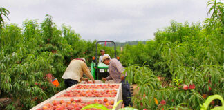 SE PRECISAN PEONES RECOLECTORES DE ALMENDRAS (HOMBRES Y MUJERES), JORNADA COMPLETA ppeones recolectoreseones recolectores