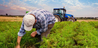 SE REQUIERE TRABAJADOR AGRÍCOLA CON O SIN EXPERIENCIA, PARA TAREAS GENERALES (COSECHAR, PLANTAR Y CULTIVAR). SE BRINDARÁ ENTRENAMIENTO trabajador agricola farm worker