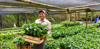 SE BUSCA TRABAJADORES DE VIVERO CON O SIN EXPERIENCIA (HOMBRE Y MUJER), FULL TIME Y PART TIME TURNO, DE LUNES A VIERNES. EXCELENTE PAGO trabajador de vivero nursery workers