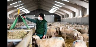 SE SOLICITAN TRABAJADORES AGRÍCOLAS PARA CULTIVOS Y PASTOREO DE OVEJAS (POCA EXPERIENCIA). 4 VACANTES, JORNADA FULL TIME trabajadores agricolas granja de ganado de ovejas farm workers sheep cattle farm