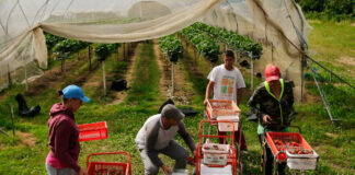 SE BUSCAN TRABAJADORES/AS AGRÍCOLAS (POCA EXPERIENCIA) PARA COSECHA DE FRESAS, MORAS, MELONES, CALABAZAS Y PIMIENTOS. 35 HORAS SEMANALES, BUEN PAGO POR HORA trabajadores agricolas recolectores de fresas granja familiar family farm strawberry pickers female and male staff