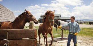 SE BUSCAN TRABAJADORES PARA RANCHO DE CABALLOS (CON O SIN EXPERIENCIA) PART TIME, 4 HORAS DE LUNES A VIERNES trabajadores de rancho de caballos farm hand horse ranch worker