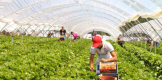 SE BUSCAN TRABAJADORES PARA INVERNADEROS (HOMBRES Y MUJERES), FULL TIME. NO SE REQUIERE EXPERIENCIA PREVIA trabajadores para invernadero siembra y cosecha greenhouse workers planting and harvesting