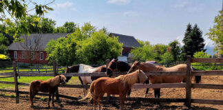 SE BUSCA AYUDANTE PARA RANCHO (NO SE REQUIERE EXPERIENCIA), SE BRINDARÁ ENTRENAMIENTO. BUEN PAGO POR HORA, JORNADA PART TIME O FULL TIME Ayudante Para Rancho Farm Hand personal masculino empleo sin experiencia