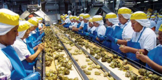 SE SOLICITAN HOMBRES Y MUJERES PARA ENVASADO DE VEGETALES (CON O SIN EXPERIENCIA), FULL TIME. BUEN PAGO Y EXCELENTES BENEFICIOS Hombres y Mujeres Para Envasado envasadores packers