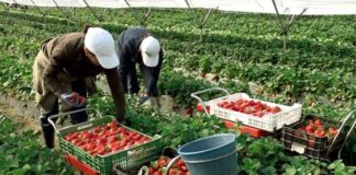 SE PRECISAN PEONES AGRARIOS PARA RECOGIDA DE FRESA (HOMBRES Y MUJERES), INCORPORACIÓN INMEDIATA. JORNADA COMPLETA Y/O MEDIA JORNADA Peones Agrarios Recolectores y empacadores de fresas trabajadores agricolas hombres y mujeres Strawberry Pickers and Packers Farmworkers