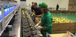 SE SOLICITAN SELECCIONADORES DE FRUTAS PARA SUPERMERCADO (HOMBRES Y MUJERES), FULL TIME, 5 VACANTES. DISPONIBILIDAD INMEDIATA Seleccionadores De Frutas Fruit Pickers