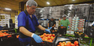 SE SOLICITA PERSONAL PARA BODEGA DE FRUTAS Y VERDURAS (HOMBRES Y MUJERES), CON O SIN EXPERIENCIA PREVIA. VARIOS PUESTOS empacadores de frutas
