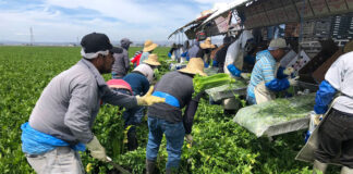 SE SOLICITA TRABAJADOR AGRÍCOLA (CON O SIN EXPERIENCIA), PART TIME. PERSONA RESPONSABLE Y CON BUENA DISPOSICIÓN PARA APRENDER farm worker