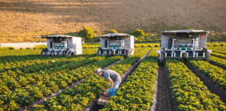 SE PRECISA OPERARIOS/AS AGRÍCOLAS PARA REALIZAR DIFERENTES FUNCIONES, MÍNIMA EXPERIENCIA. INCORPORACIÓN INMEDIATA operarios agricolas agricultural workers to cultivate and harvest