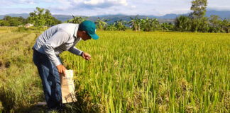 SE PRECISA PEÓN AGRÍCOLA PARA REALIZAR TAREAS DE PLANTACIÓN Y RECOLECCIÓN. INCORPORACIÓN INMEDIATA peon-agricola-Agricultural-worker-campo