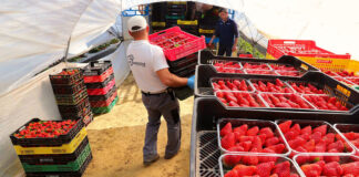 SE BUSCAN TRABAJADORES AGRÍCOLAS CON O SIN EXPERIENCIA (6 VACANTES), FULL TIME. SE OFRECE ENTRENAMIENTO, ALOJAMIENTO Y COMIDA trabajador agricola farm worker