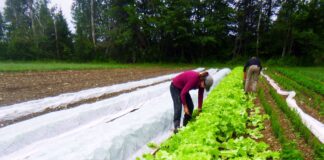 SE SOLICITA TRABAJADOR PARA GRANJA (NO SE REQUIERE EXPERIENCIA), SE PROPORCIONARA ENTRENAMIENTO. BUEN PAGO POR HORA trabajador para granja