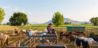 SE NECESITAN 3 TRABAJADORES PARA RANCHO DE GANADO (CON O SIN EXPERIENCIA), FULL TIME. EXCELENTE PAGO trabajador para rancho ranch worker