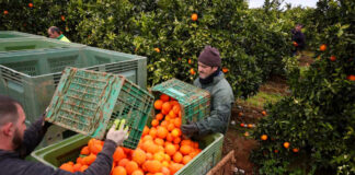 SE BUSCAN TRABAJADORES DE CAMPO PARA GRANJA (POCA EXPERIENCIA), VARIOS PUESTOS DISPONIBLES. JORNADA FULL TIME, BUEN PAGO POR HORA trabajadores de campo orange pickers farm workers recolectores de naranjas trabajadores agricolas