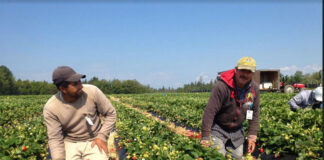 SE SOLICITAN 12 TRABAJADORES PARA CAMPO (LABORES GENERALES), NO SE REQUIERES EXPERIENCIA, SE CAPACITARÁ. SE OFRECE VIVIENDA trabajadores para campo field workers