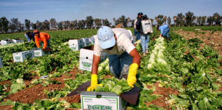 SE SOLICITAN TRABAJADORES PARA CAMPO (POCA EXPERIENCIA), PART TIME. VARIAS PUESTOS DISPONIBLES trabajadores para campo recogedores de cafe coffee pickers hombres y mujeres para recolectores de cafe